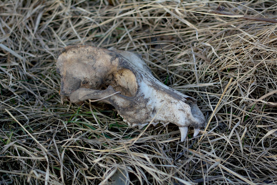 Dog skull on the grass