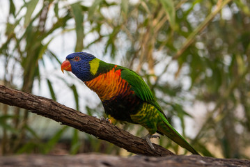 rainbow lorikeet bird sitting on branch