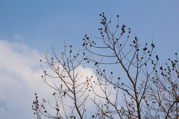 birds on the tree