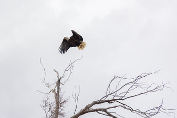 Eagle taking flight