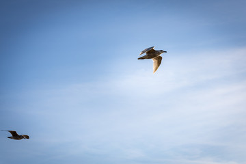 Seagulls in flight