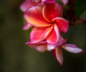 Fototapeta na wymiar Beautiful pink flowers in the garden.