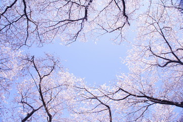 桜　サクラ　青空　空間　