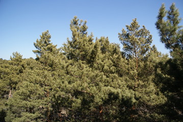Fototapeta premium Pines spring forest sky