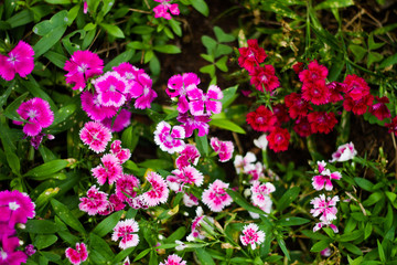 pink flowers in the garden