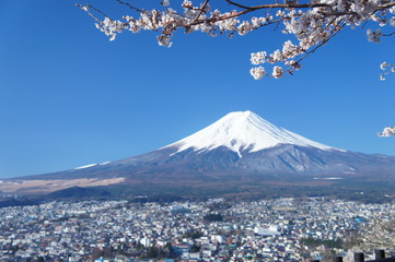 富士山　桜　雪