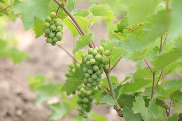 Unripe crones of grapes on a background of green grape leaves