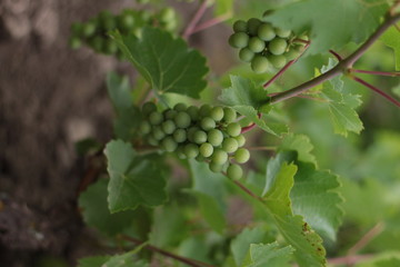 Unripe crones of grapes on a background of green grape leaves