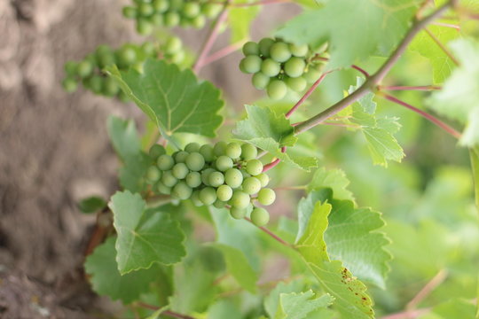 Unripe crones of grapes on a background of green grape leaves