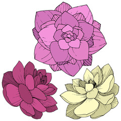 Vector Succulents floral botanical flower. Engraved ink art. Isolated succulents illustration element.