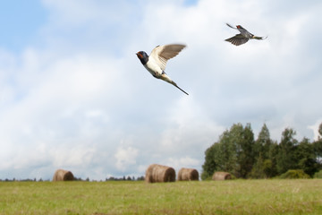 view of two swallow birds flying on countryside summer background