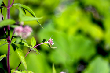  Flower in the meadow close-up. On meadow on a sunny day. Wildlife pattern of flowering plants on a meadow.