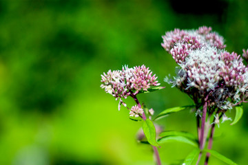  Flower in the meadow close-up. On meadow on a sunny day. Wildlife pattern of flowering plants on a meadow.