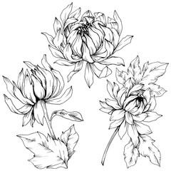Vector Chrysanthemum floral botanical flowers. Black and white engraved ink art. Isolated flower illustration element.