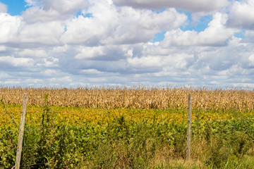 Fototapeta na wymiar field plated with soybeans and corn ready to harvest