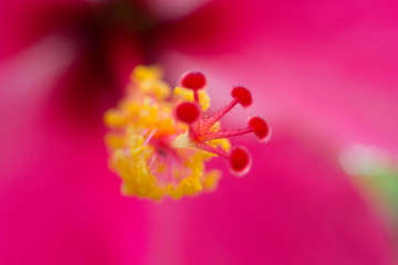 Fototapeta premium close up flower 1