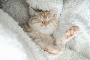 毛布に包まれて眠る子猫