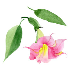 Pink brugmansia floral botanical flowers. Watercolor background set. Isolated brugmansia illustration element.