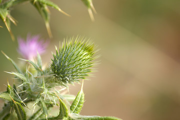 close up closed Spear thistle (Cirsium vulgare).space for your text.