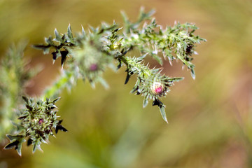  Flower in the meadow close-up. On meadow on a sunny day. Wildlife pattern of flowering plants on a meadow.
