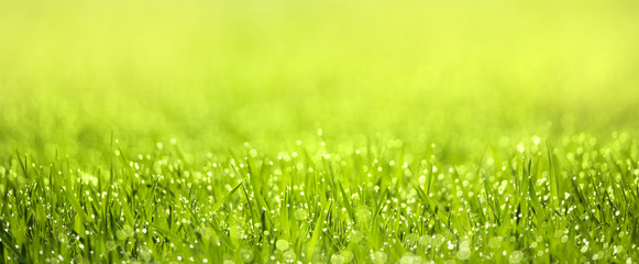 a green spring meadow with dew drops in the sunshine