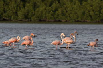 Naklejka premium Trinidad and Tobago Caroni Swamp Bird Sanctuary 