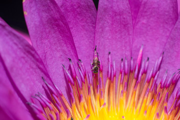 lotus closeup