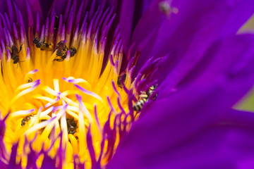 Obraz premium Bees it Lotus flower
