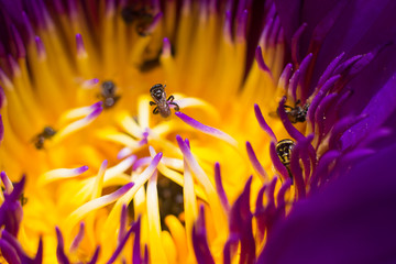 Bees it Lotus flower