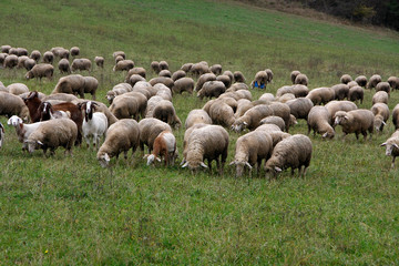 Obraz premium Grazing sheeps on a meadows