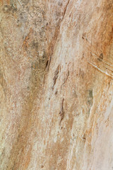 tree trunk nature. bark texture pattern wood for background image vertical
