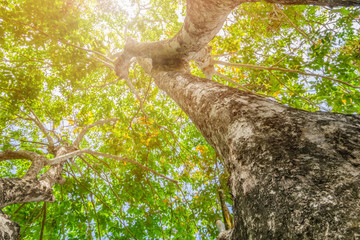 tree trunk high in nature and leaf beautiful for background