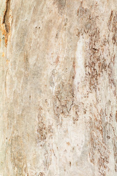 tree trunk nature. bark texture pattern wood for background image vertical
