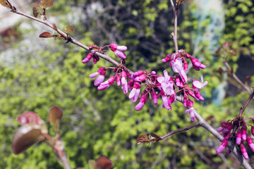 Spring blossom background. Beautiful nature scene with blooming tree and sun flare. Sunny day. Spring flowers. Beautiful Orchard.