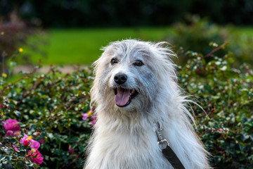 White dog breed Terrier. Collar, cute.