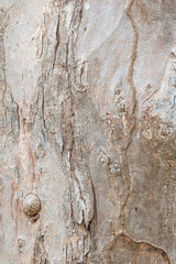 tree trunk nature. bark texture pattern wood for background image vertical