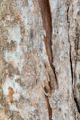tree trunk nature. bark texture pattern wood for background image vertical