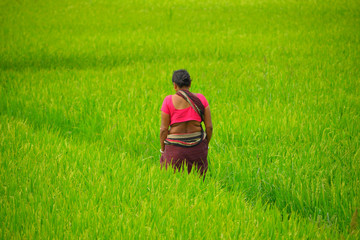 Naklejka na ściany i meble An unidentified woman walking through the paddy fields.