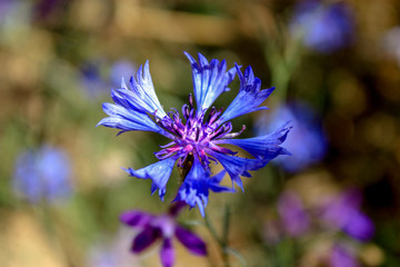Cornflower wildflower resembles the color of clear lake water. Cornflower close-up in the meadow on a sunny day.