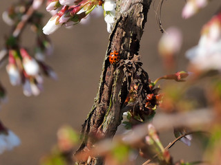 Der Marienkäfer geniesst die Sonne an der Baumrinde im Gartenn