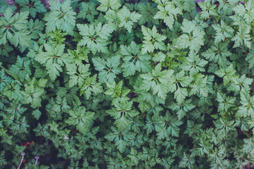 Green leaves and flowers for background and wallpaper. Top view.