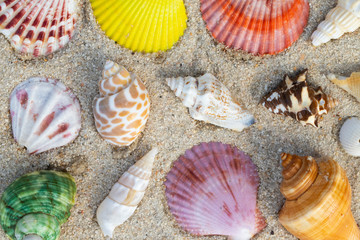 Sea Shell on sands. summer time background.