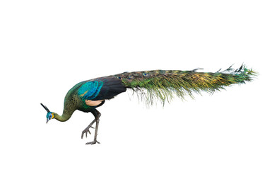 Male peacock on white background © sunti