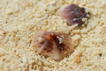 Two colorful seashells on sand on coast with sea grains of sand