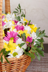 Obraz premium Beautiful colorful chrysanthemum flowers in a wicker basket
