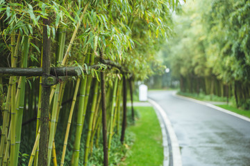 Roadside fresh green Bamboo trees