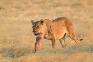 Fototapeta na wymiar Lion - Panthera leo, iconic animal from African savannas, Etosha national park, Namibia.