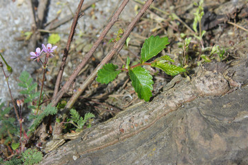 Beautiful alone flower growing on crack street