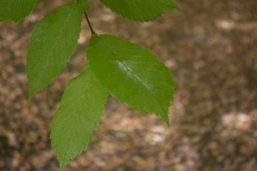 green leave on a tree in the garden