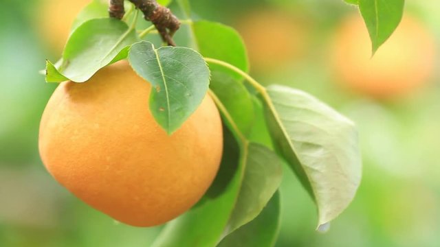 Ripe Japanese pear(nashi) on the plantation.